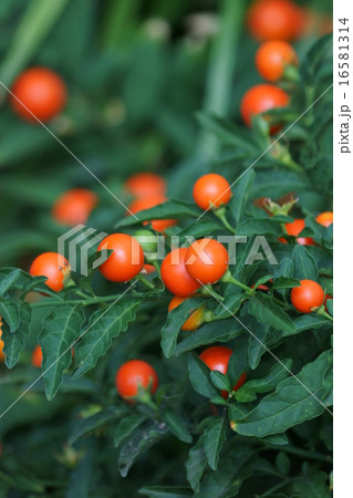 冬珊瑚　フユサンゴ　別名 玉珊瑚 16581314