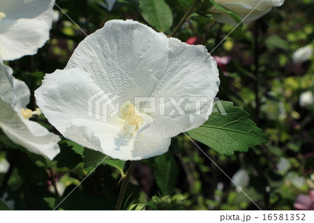 ムクゲ（大徳寺白） 16581352