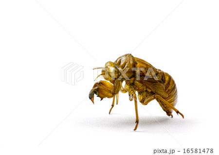 蝉 抜け殻 蝉 抜け殻 16581478