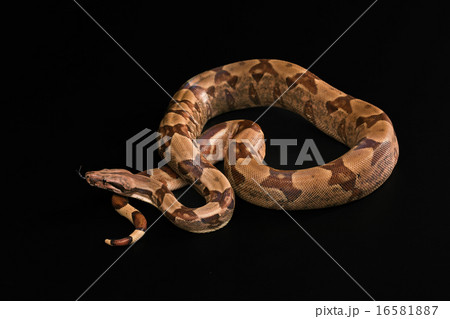 Boa constrictors  isolated on black background 16581887