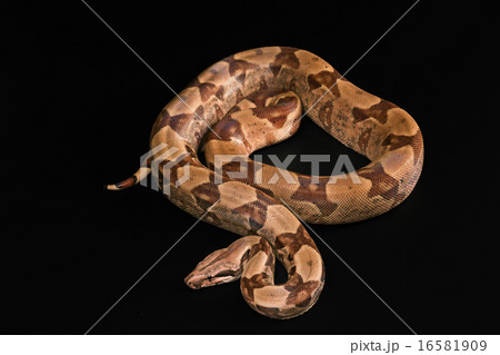 Boa constrictors  isolated on black background 16581909