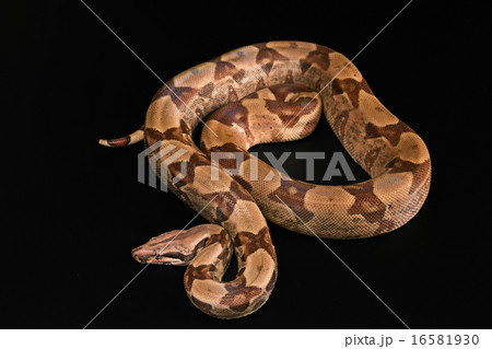 Boa constrictors  isolated on black background 16581930