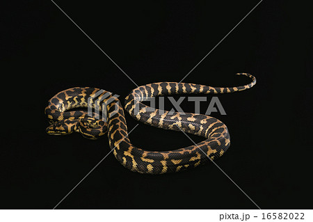 The male morelia spilota harrisoni python on black background 16582022