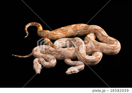 Trimeresurus puniceus 16582039