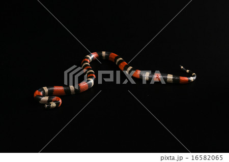 Pueblan milk snake  16582065