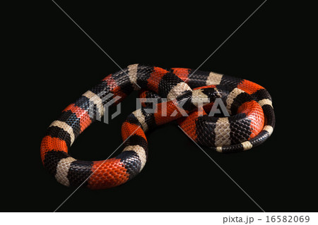 Pueblan milk snake  16582069