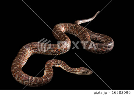 Hispaniolan boa, Chilabothrus or epicrates striatus Hispaniolan boa, Chilabothrus or epicrates striatus 16582096