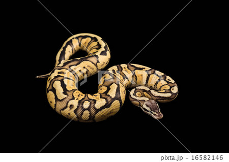 Female Ball Python. Firefly Morph or Mutation Female Ball Python. Firefly Morph or Mutation 16582146