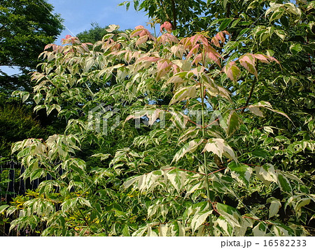 ネグンドカエデフラミンゴ 16582233