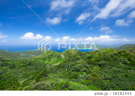 父島 中央山園地 16582343