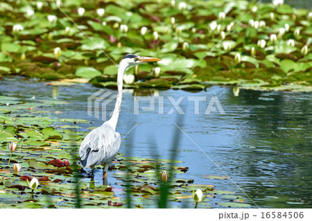 アオサギ アオサギ 16584506