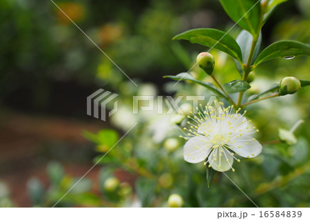 銀梅花 銀梅花 16584839