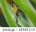 ハチを捕食するササクモ 16585113