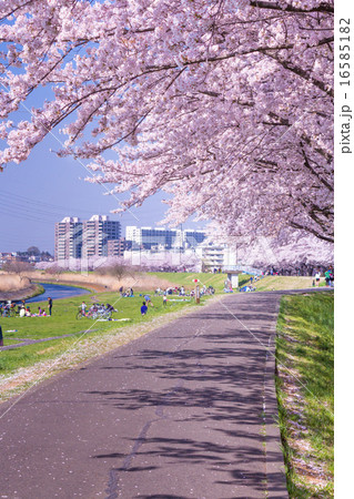 柳瀬川河畔の桜並木 16585182