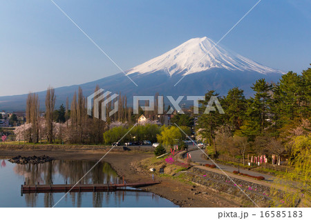 河口湖畔 富士山とポプラ並木 河口湖畔 富士山とポプラ並木 16585183