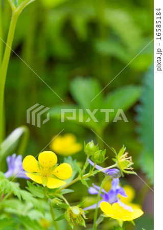 ミツバツチグリの花 16585184