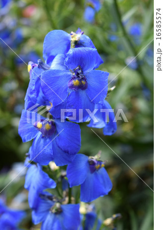 デルフィニューム 16585574