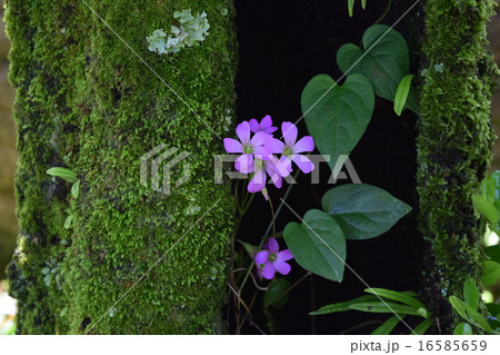 カタバミ カタバミ 16585659