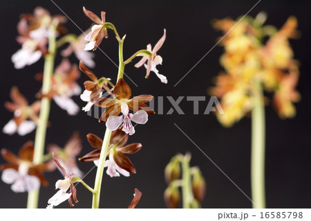 2種類のエビネの花の写真素材