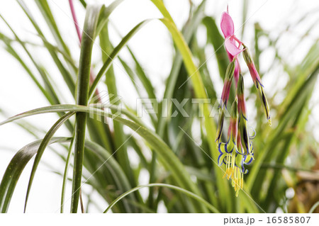 ヨウラクツツアナナスの花 16585807