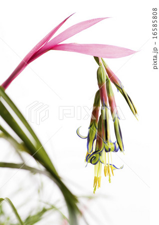 ヨウラクツツアナナスの花 ヨウラクツツアナナスの花 16585808