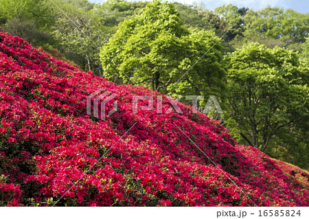 緑をバックにツツジ畑 緑をバックにツツジ畑 16585824