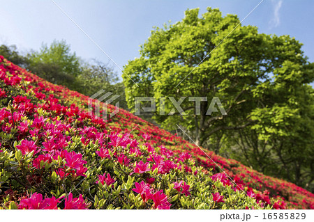 緑をバックにツツジの花のアップ 緑をバックにツツジの花のアップ 16585829