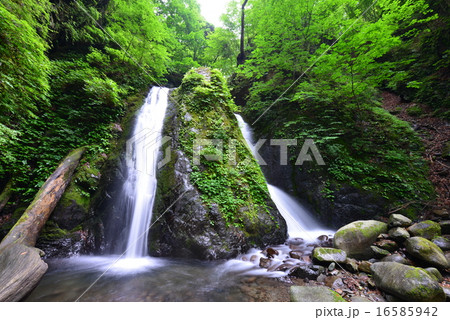 小菅村の雄滝 小菅村の雄滝 16585942