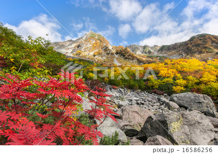 Ayano season Hibiki curl - Stock Photo [16586256] - PIXTA