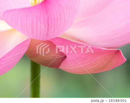 蓮の花のクローズアップ 16586301