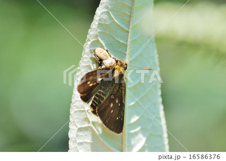 セセリチョウを捕らえたクモ 16586376