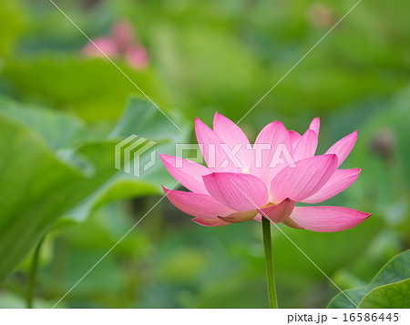 蓮池の桃色のハスの花 16586445