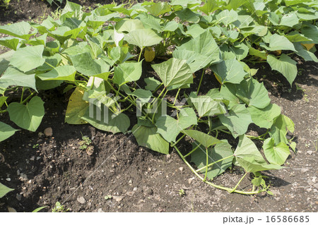 サツマイモのツル サツマイモのツル 16586685