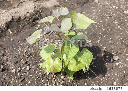 あんのう芋の苗 16586774