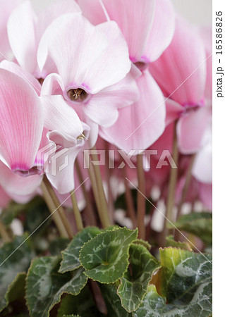 ピンクのシクラメン 16586826