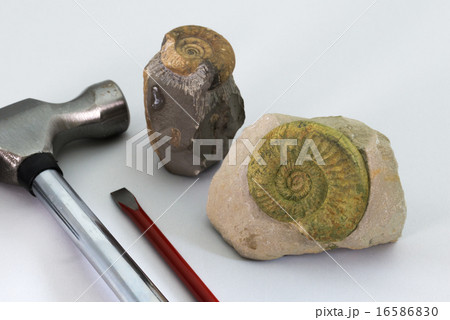化石と発掘道具 16586830