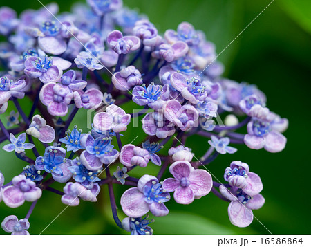 初夏の森の渦紫陽花 16586864