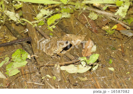 ツチガエル5391 16587082