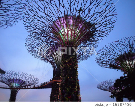 スーパーツリー(シンガポール) スーパーツリー(シンガポール) 16587456