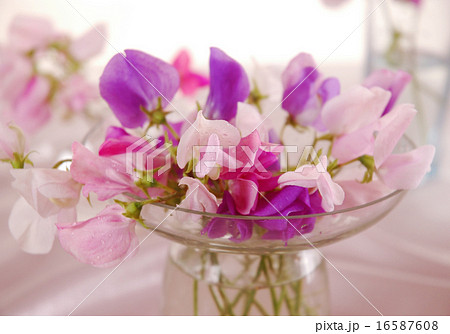 Sweet peas flower 16587608