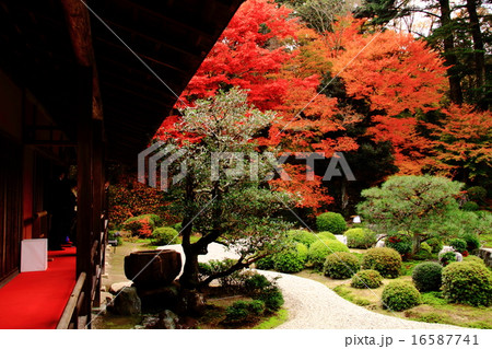 曼殊院門跡曼殊院門跡 京都 庭園の紅葉の写真素材