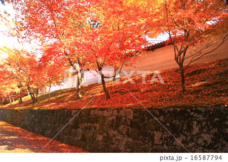 曼殊院門跡 京都 境内の紅葉の写真素材