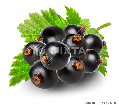 Branch of black currant Branch of black currant 16587830