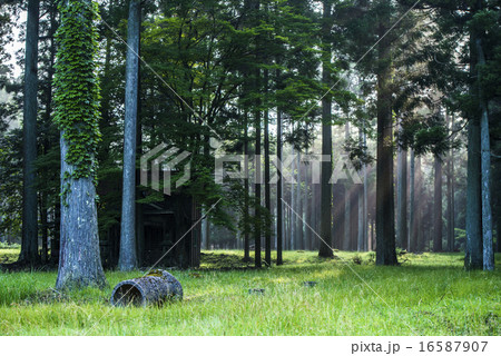 神秘的な森 神秘的な森 16587907