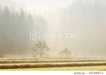 朝霧の里 朝霧の里 16588872