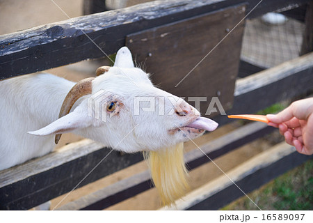 ヤギに餌やり 16589097