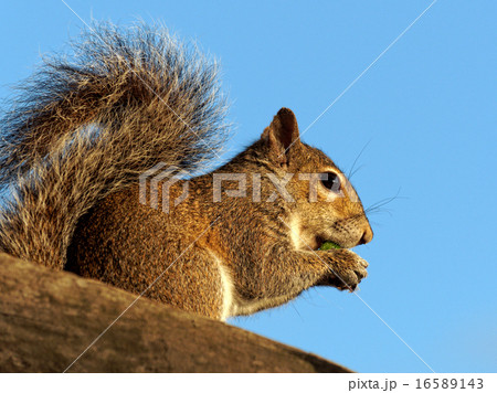 Snacking Squirrel 16589143