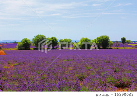 ヴァランソールの花畑　南仏　プロバンス 16590035
