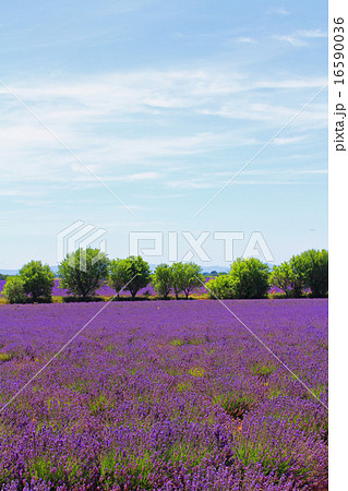ヴァランソールの花畑 南仏 プロバンス ヴァランソールの花畑 南仏 プロバンス 16590036