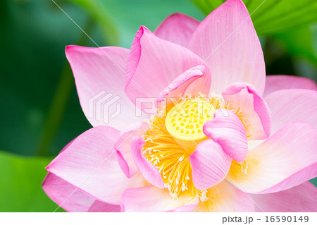 蓮 品種(明光蓮) 16590149